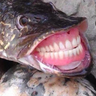 Fishayyy